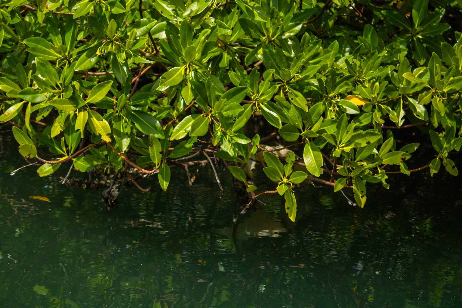 Fortalecimiento organizativo y liderazgo